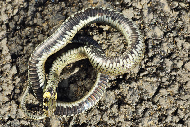grass snake showing thanatosis behaviour on ground - water snake imagens e fotografias de stock