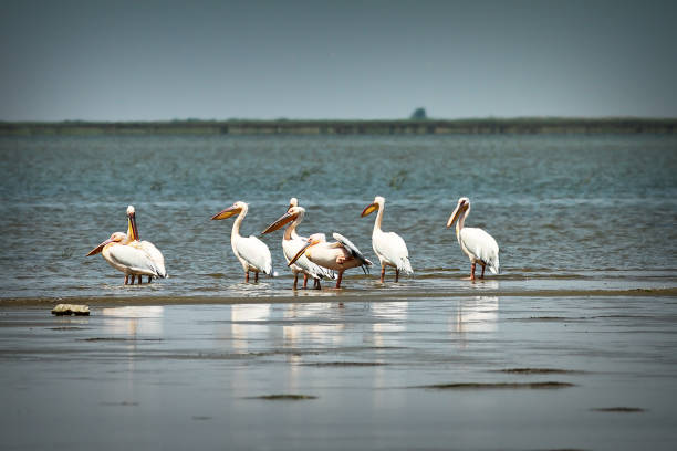 istock flock of wild great pelicans in Danube Delta 1092655552