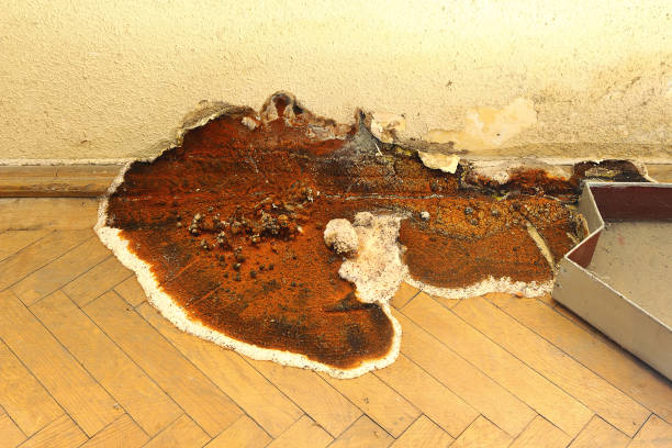istock fruiting body of dry rot growing on parquet 1092655670