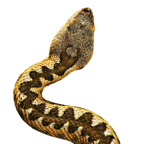 istock head of Vipera ammodytes isolated over white background 1092655704