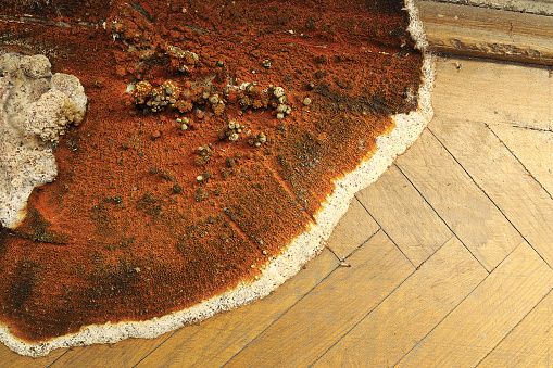 fruiting body of dry roton the parquet floor and wall ( Serpula lacrymans )