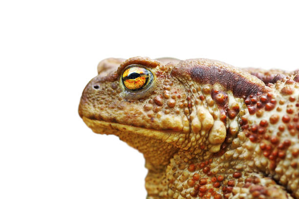 isolated portrait of brown toad isolated portrait of brown toad ( Bufo bufo ) giant frog stock pictures, royalty-free photos & images