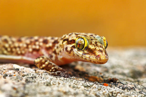 istock Hemidactylus turcicus or mediterranean house gecko 1092656010