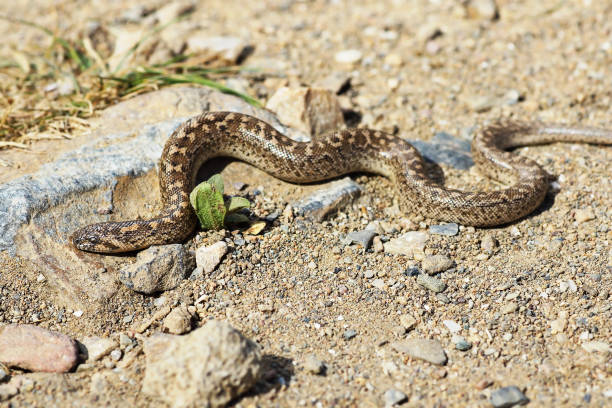 istock javelin sand boa basking on ground 1092656016