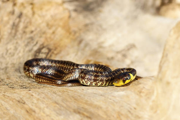 istock juvenile aesculapian snake basking on wood stump 1092656034