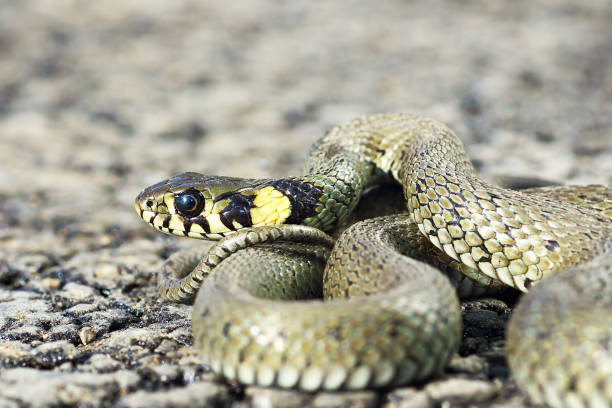 istock most common european snake 1092656098