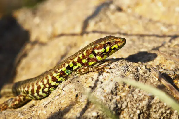 Milos wall lizard closeup, a very rare reptile prezent only on this greek island ( Podarcis milensis ); listed as endangered on IUCN red list