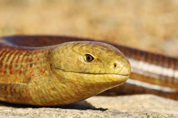 istock portrait of Pseudopus apodus 1092657574