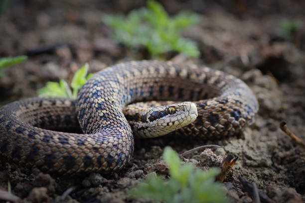 istock rare meadow viper from Transylvania 1092657680