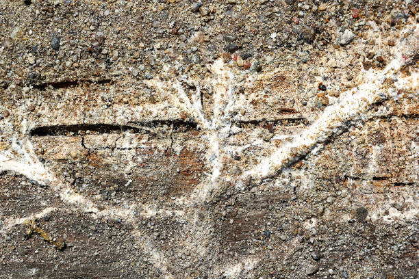 istock Serpula lacrymans syn Merulius mycelium on wood 1092658770