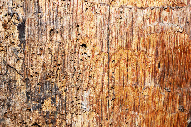 wood plank decayed by common furniture beetle ( Anobium punctatum )