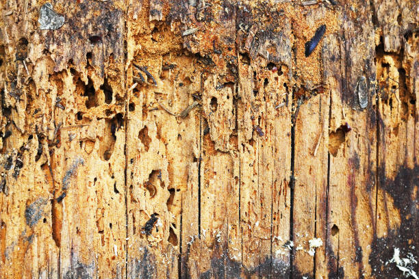 wooden background of decayed plank, Anobium punctatum or common furniture beetle attack