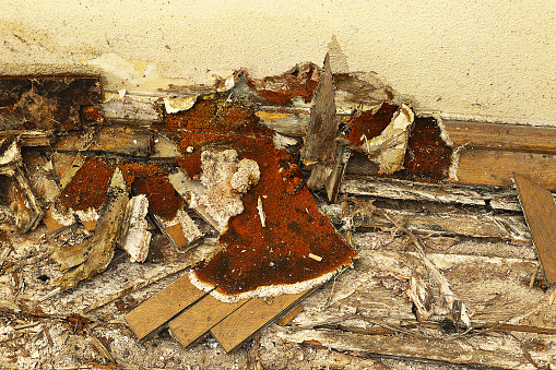 wooden floor decayed by dry rot ( Serpula lacrymans, the most dangerous fungus in buildings )