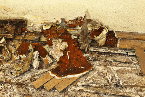 wooden floor decayed by dry rot stock photo