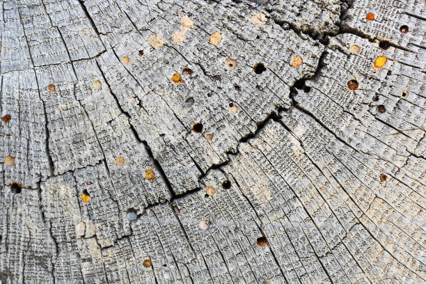 wood borers attack on old wood beam, texture ( cross section ) with annual rings