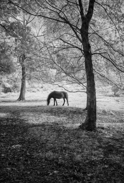 istock The Horse In Infrared 1092662404