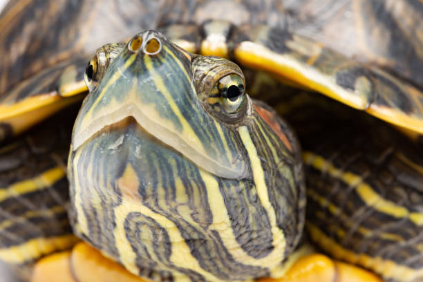 istock pet turtle red-eared slider or Trachemys scripta elegans close up on white 1092665040