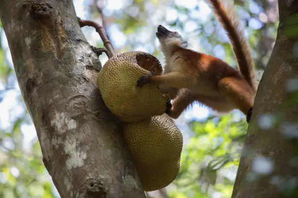 The red-haired lemur feeds on a jackfruit hanging on a tree