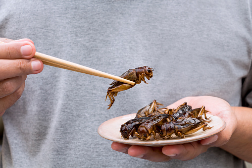 Mano del hombre los palillos de comer insectos grillos en placa. Insectos de alimentos para comen como los alimentos, es buena fuente de proteína de alta la harina comestible por concepto de alimentos futuros. photo