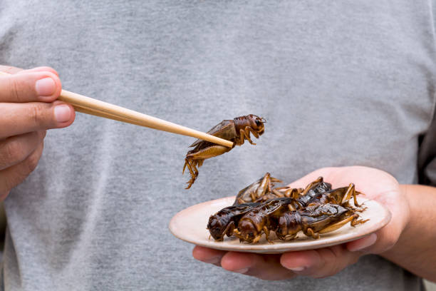 main de l’homme tenant les baguettes manger insecte grillons sur plaque. insectes nourriture pour mangent comme les produits alimentaires, c’est la bonne source de protéines repas comestible pour concept alimentaire future. - grillon insecte photos et images de collection