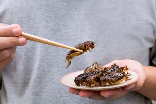 Photo of Man's hand holding chopsticks eating Crickets insect on plate. Food Insects for eat as food items, it is good source of meal high protein edible for future food concept.