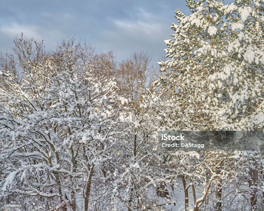 Schönheit im Winter 2019 - Lizenzfrei 2019 Stock-Foto