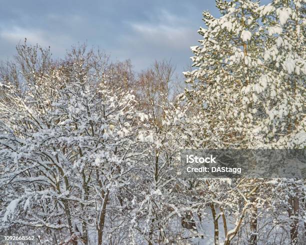 Schönheit Im Winter 2019 Stockfoto und mehr Bilder von 2019 - 2019, Ast - Pflanzenbestandteil, Baum