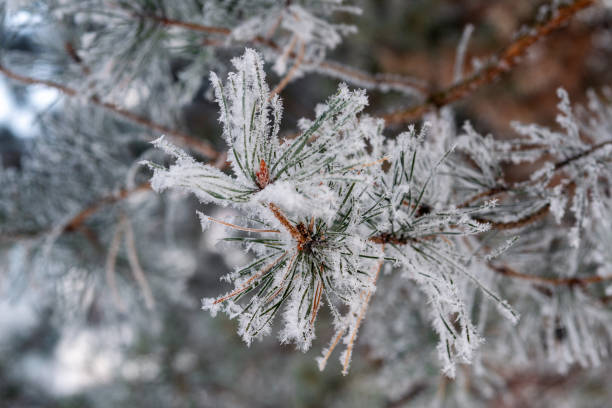 istock spruce branches covered with white frost, winter and cold, decoration blue balls 1092669290