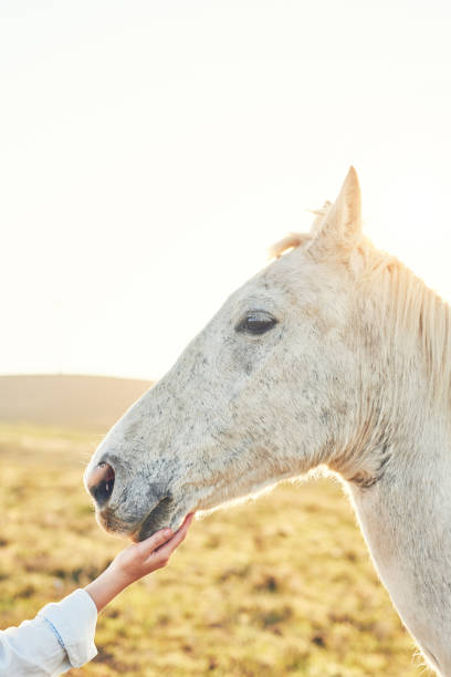 istock The greatest thing we can do is love our animals 1092670434