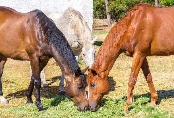 istock Three horses eating hay (sraw, grass) in meadow near stables 1092670768