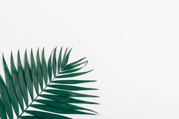 istock Minimal flat lay arrangement one green palm leaf 1092671152