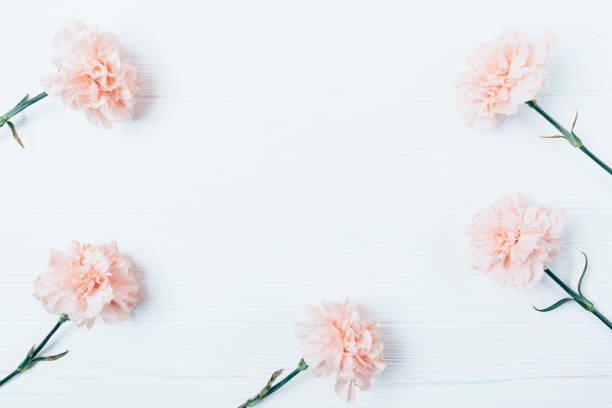 istock Decorative frame of pink carnations 1092671406