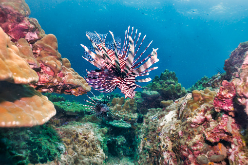 Underwater image of one Lionfish aka Zebrafish (Pterois volitans).  These fish have venom in their spiny spiky fins.  They are a non aggressive species, often seen low on the coral reef.  However if they are provoked they will use the venom to ward off attackers.  Their red and white stripes are warning colours for the toxins (Aposematism).  They are natural species to Asia however are invasive species in the Caribbean.  Footage taken whilst scuba diving at Hin Bida, Andaman Sea, Krabi province, Thailand.  Taken on Sony mirrorless camera with underwater housing and Inon Z330 strobe.