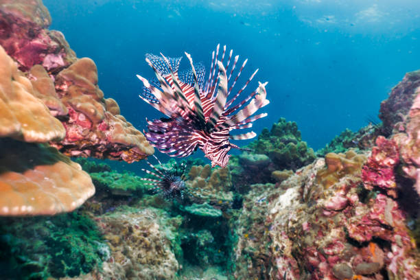 Underwater Lionfish aka Zebrafish (Pterois volitans) on coral reef Underwater image of one Lionfish aka Zebrafish (Pterois volitans).  These fish have venom in their spiny spiky fins.  They are a non aggressive species, often seen low on the coral reef.  However if they are provoked they will use the venom to ward off attackers.  Their red and white stripes are warning colours for the toxins (Aposematism).  They are natural species to Asia however are invasive species in the Caribbean.  Footage taken whilst scuba diving at Hin Bida, Andaman Sea, Krabi province, Thailand.  Taken on Sony mirrorless camera with underwater housing and Inon Z330 strobe. scorpionfish photos stock pictures, royalty-free photos & images