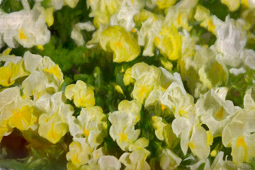 Pansies in a tub in Spring. this is taken in an informal Danish garden and has been heavily post processed to give a painterly feel.