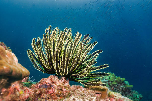 stella marino piuma sottomarina (lamprometra palmata) sulla barriera corallina - filter feeder foto e immagini stock