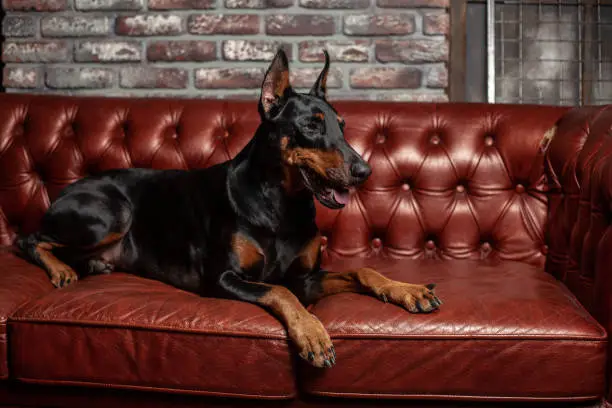 Doberman Pinscher. Dog on a brown background. Dog lies on the leather sofa. Domestic animal