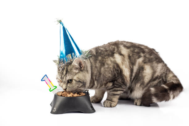 istock Cute cat celebrating birthday 1092674858