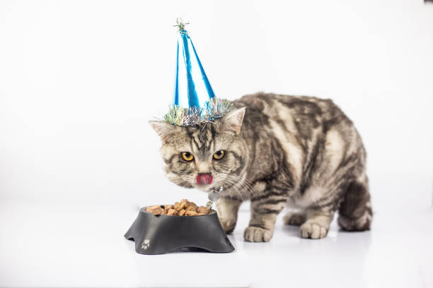 istock Cute cat celebrating birthday 1092675014
