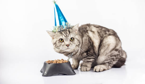 istock Cute cat celebrating birthday 1092676126
