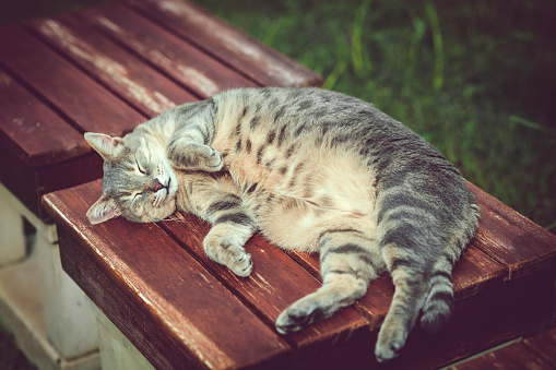 Cat enjoying summer sun