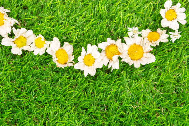 istock White daisy with water drops on green grass background 1092676228