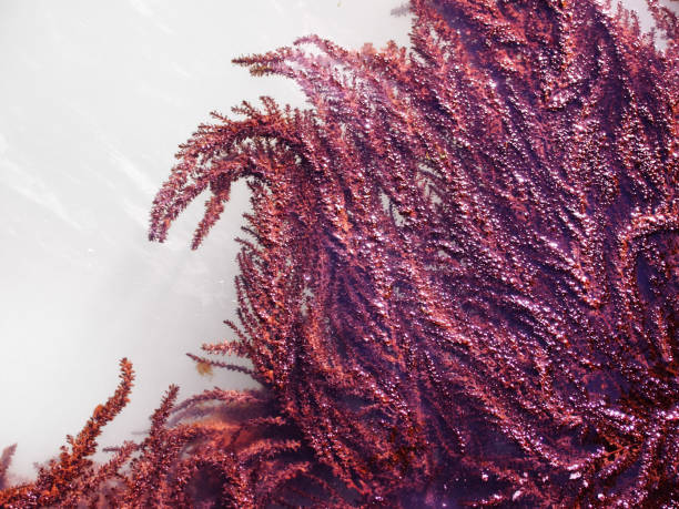 curving fronds of bright red seaweed growing on the surface of bright sunlit water curving fronds of bright red seaweed growing on the surface of bright sunlit water red algae stock pictures, royalty-free photos & images