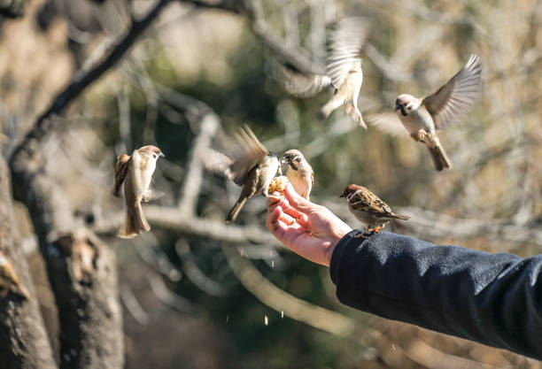 istock Feeding of the sparrow 1092682712