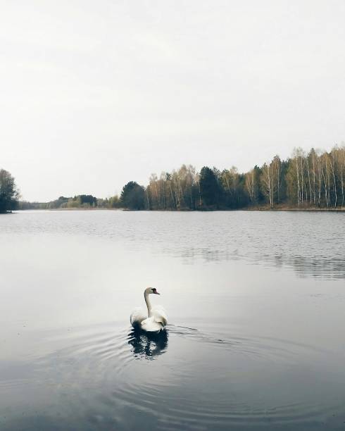 White lonely swan on the river in summer day. Sunset on the river.