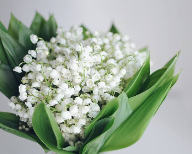 fleurs de muguet de printemps. peut lis avec grand vert feuilles sur fond blanc - may leaf spring green photos et images de collection