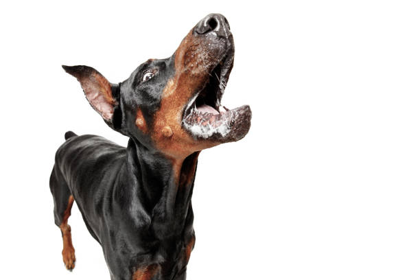 istock Doberman Dog Isolated on White Background in studio 1092684828
