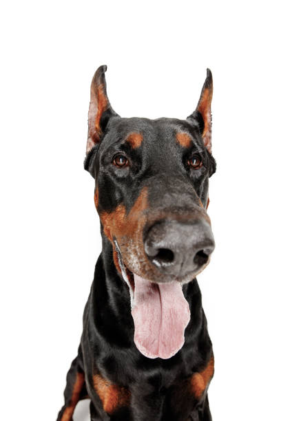 istock Doberman Dog Isolated on White Background in studio 1092684840