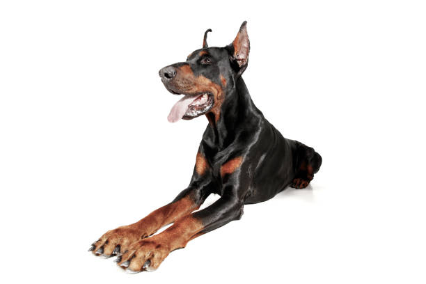 istock Doberman Dog Isolated on White Background in studio 1092684844