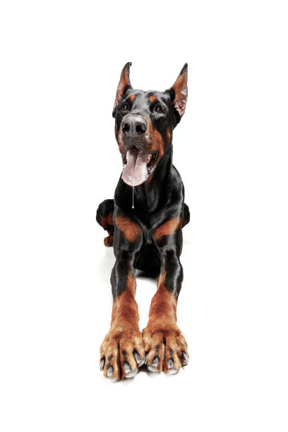 istock Doberman Dog Isolated on White Background in studio 1092684848
